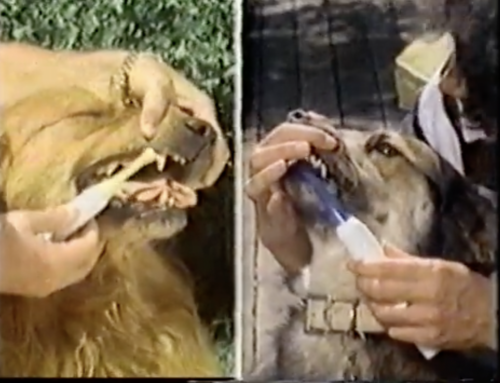 Strange Moments in Video #82: Mr. Dentist Cleans Your Canines — and Your Canine’s Canines