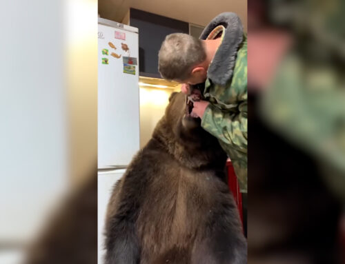 Strange Moments in Video #158: Grin and Bear It