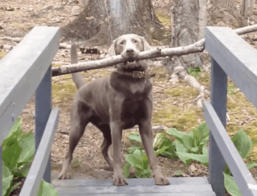 Strange Moments in Video #8: Rover’s Big-Stick Dilemma